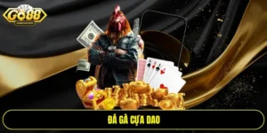 Đá gà cựa dao
