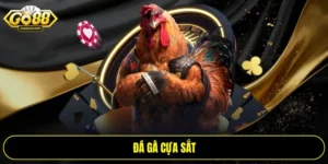 Đá gà cựa sắt