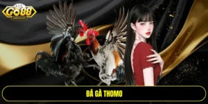 Đá gà Thomo